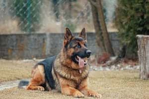 200 German Shepherd Dog Names — Male And Female - All About Dog Parenting