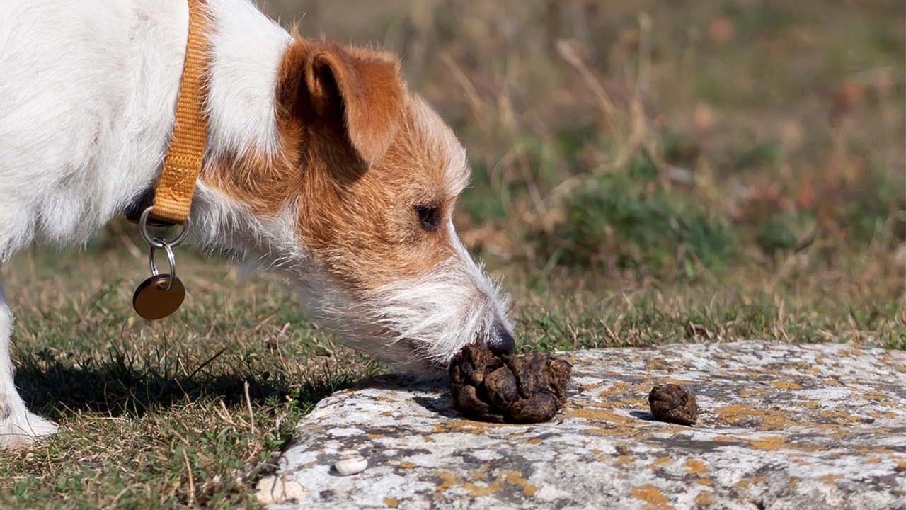 How to Stop Your Dog from Eating Poop