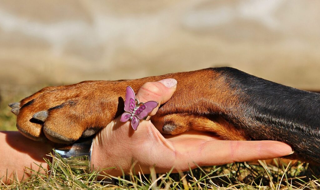 Methods to Train a Dog to Give Paw