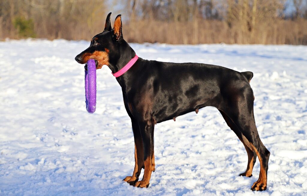 Scary Names for a Doberman Female