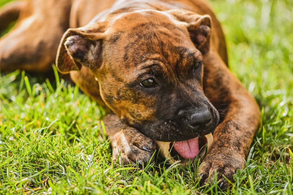 Why Dogs Eat Poop