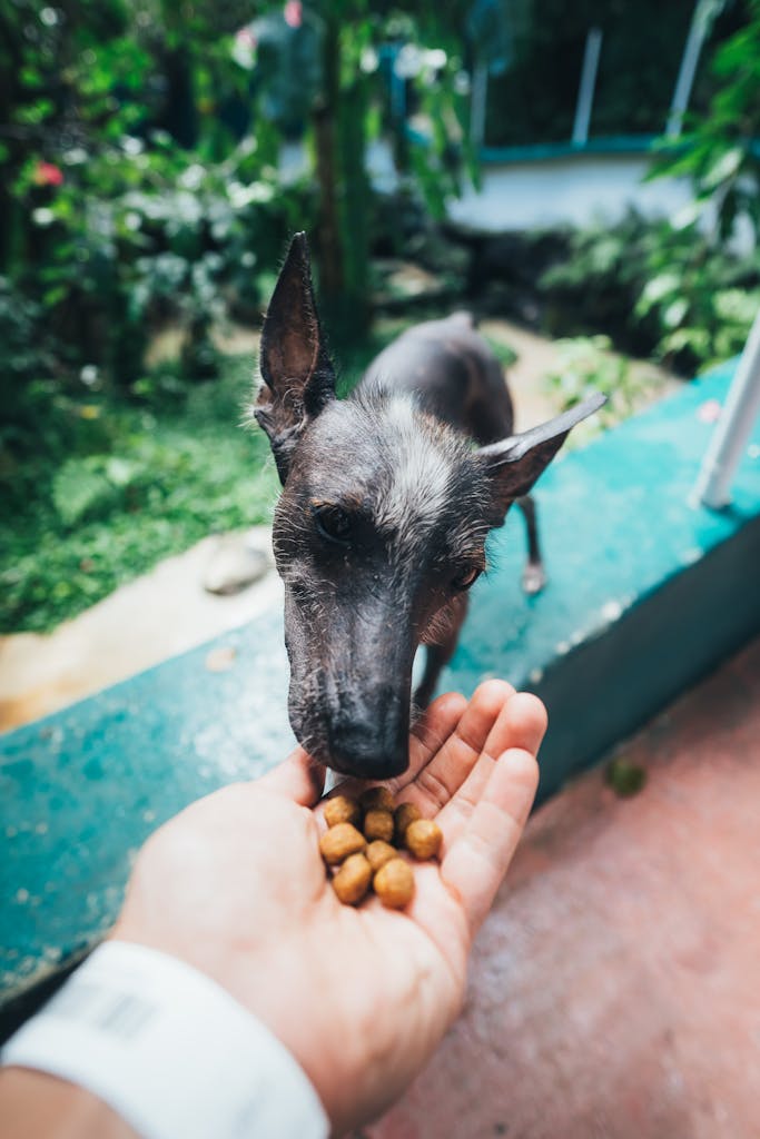 Safe food for dogs sensitive stomach