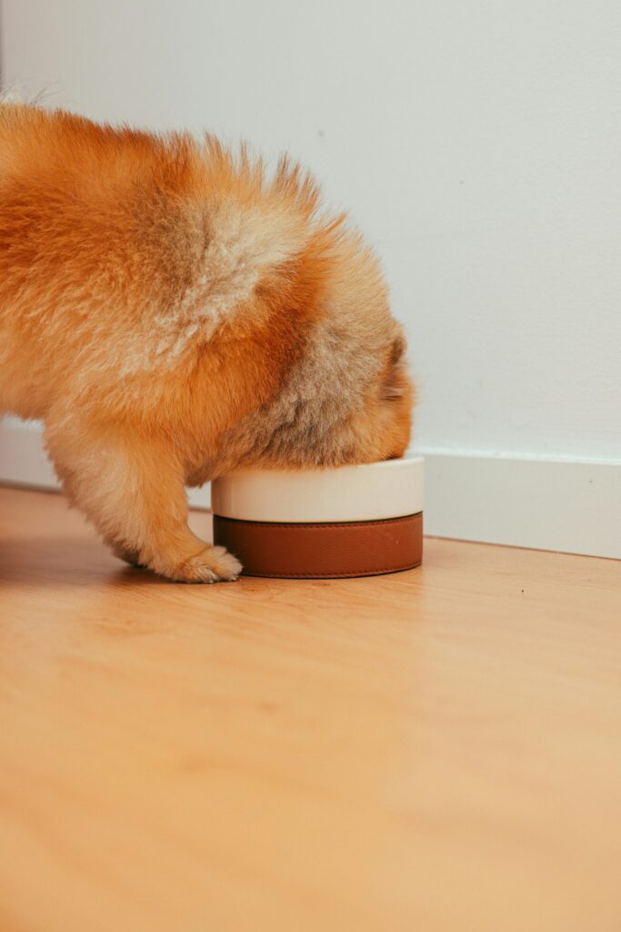 best food for 2-month-old puppy