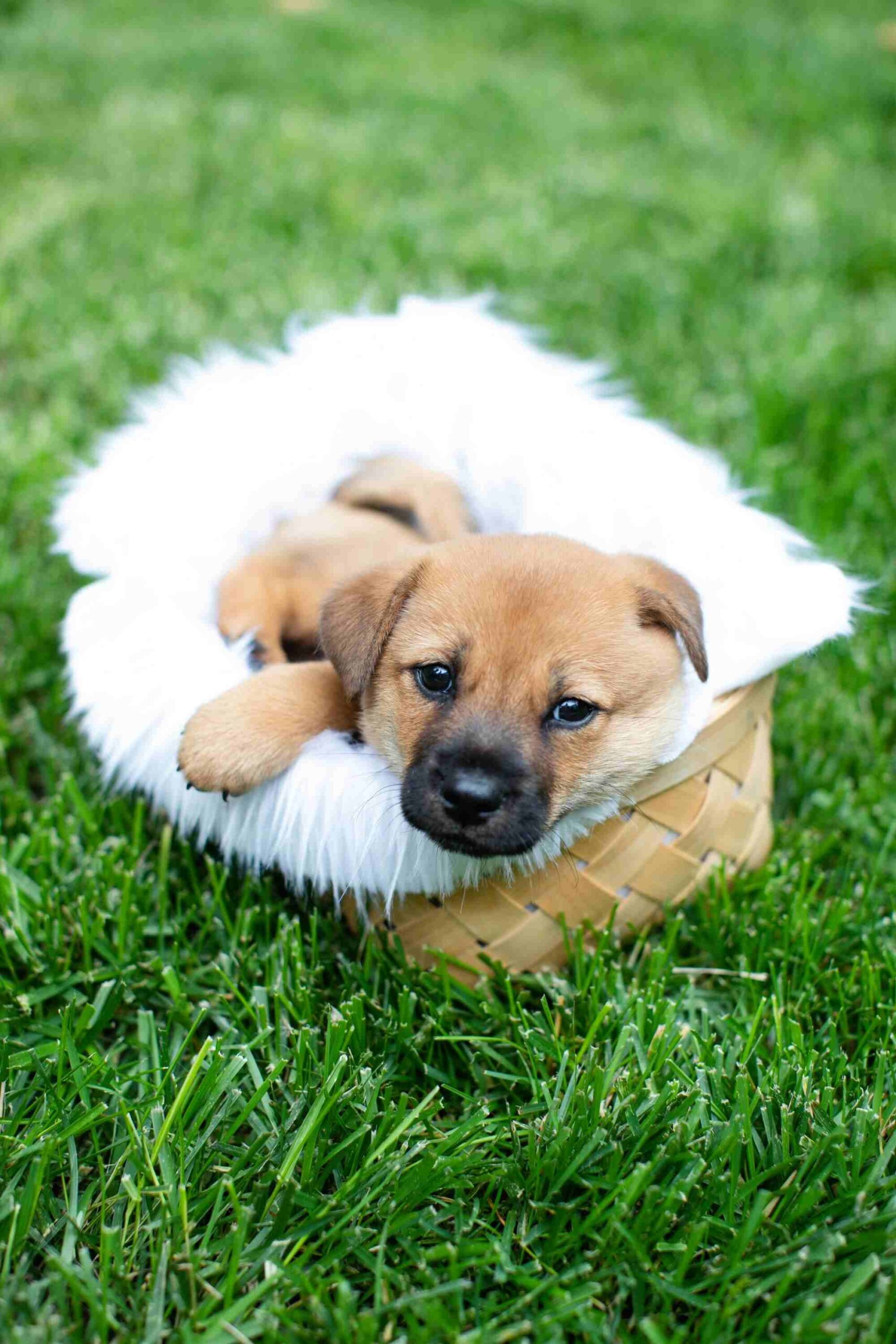 bringing a puppy home