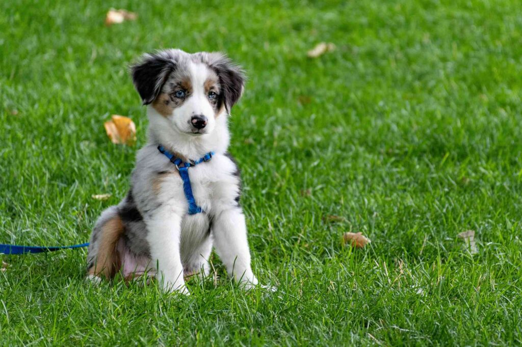first 48 hours with a new puppy