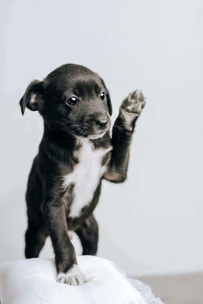 new puppy owner tips