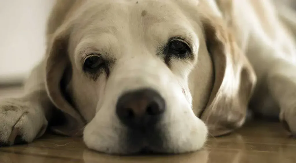 10 Homemade Electrolyte Recipes for Sick Dogs