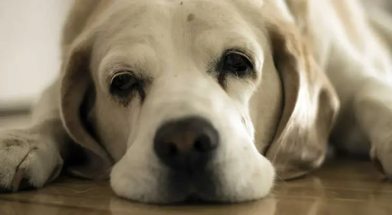 10 Homemade Electrolyte Recipes for Sick Dogs