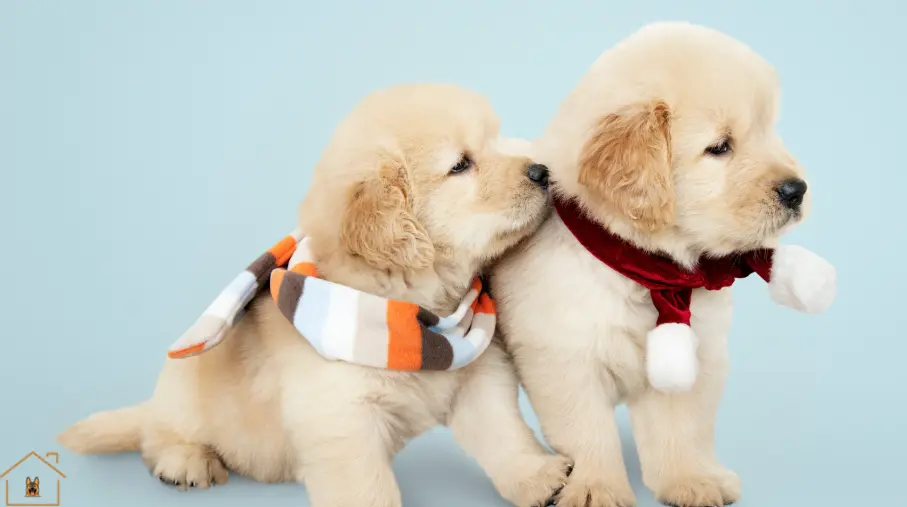 Socialize a Puppy with Other Dogs