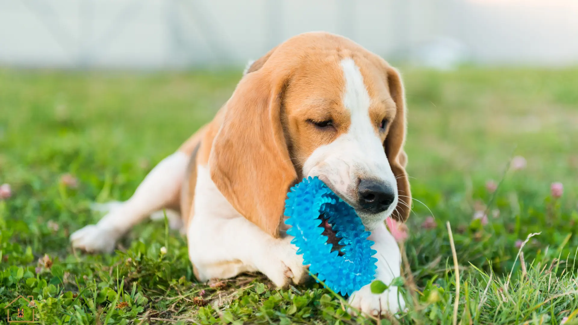 10 Calming Toys and Chews for Anxious Dogs
