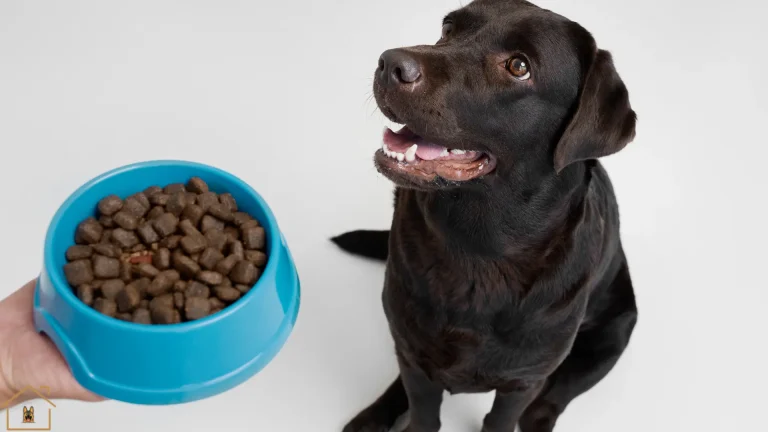How to Transition Your Dog to a New Diet Safely