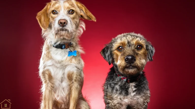 dog jealousy behavior
