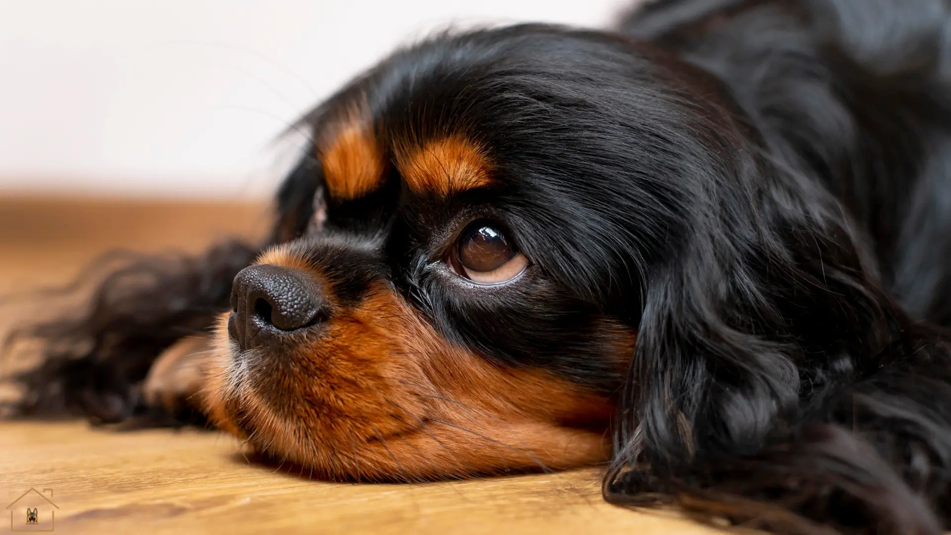 dog mental stimulation