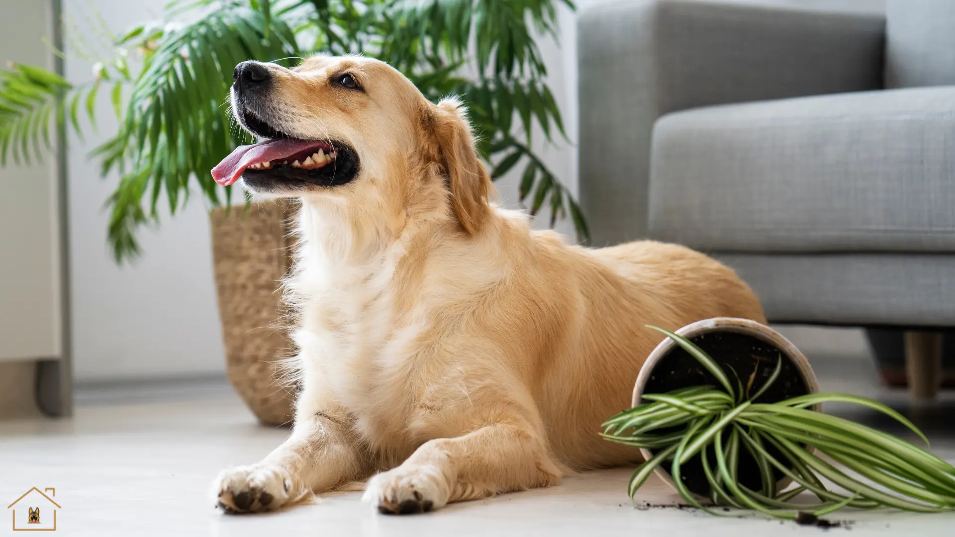 Best Air Purifying Indoor Plants