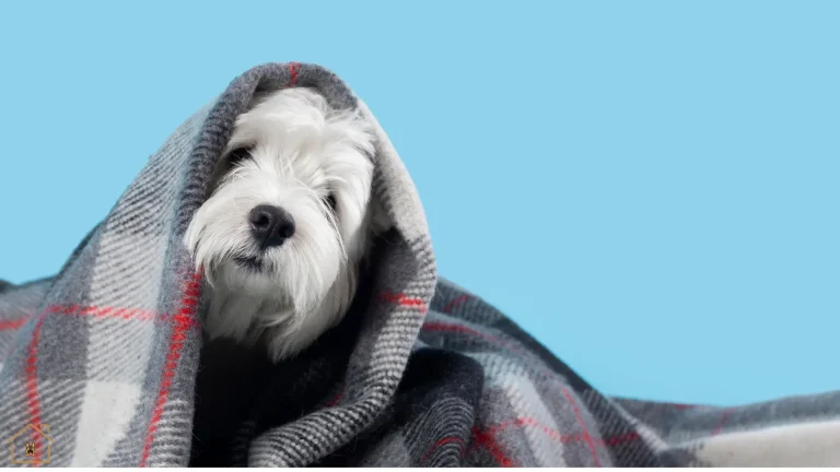 dog seasonal allergies