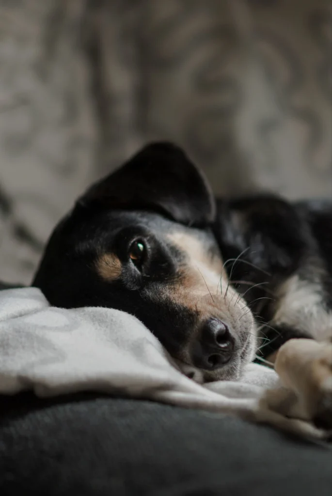 Sick dog Homemade Electrolyte