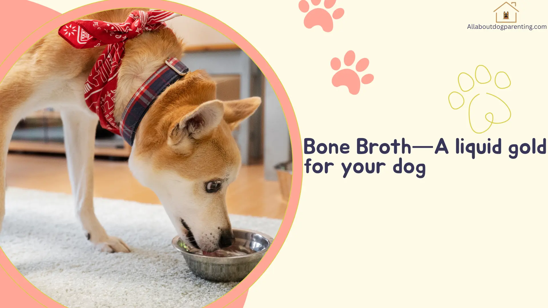 Bone Broth for Dogs