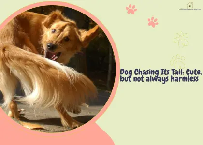 dog chasing tail
