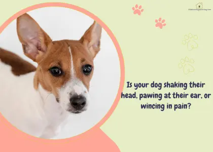 dog ear health