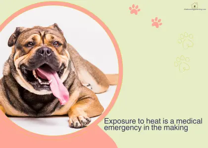 dog heatwave safety