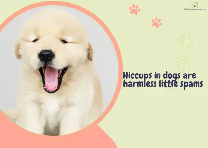 dog hiccups