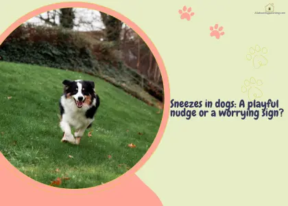 dog sneezing