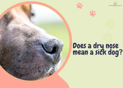 Dry Nose in Dogs