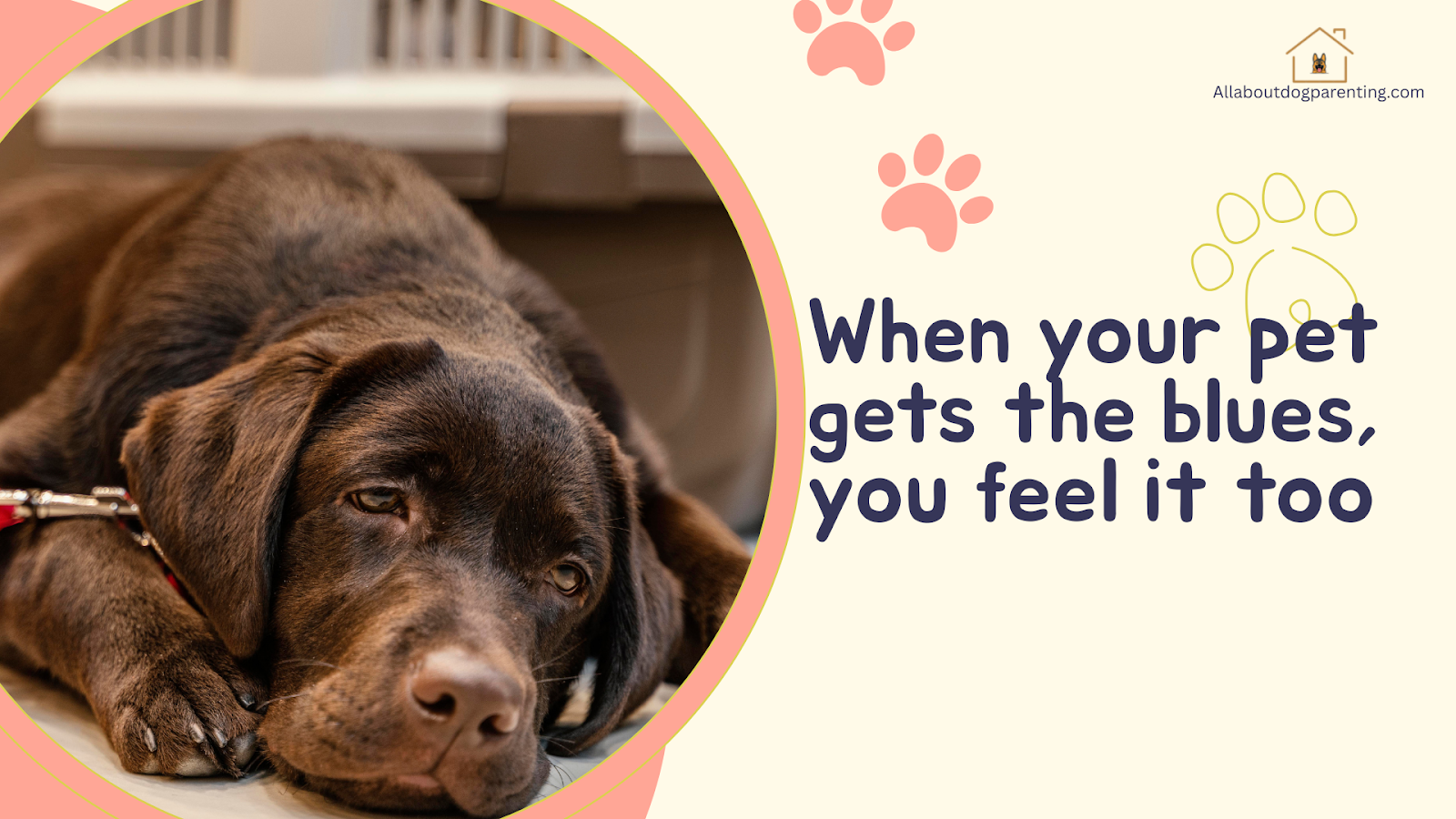 Dog Depression