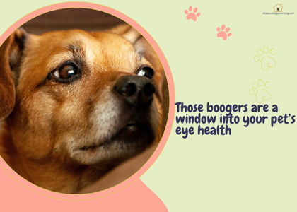 dog eye boogers