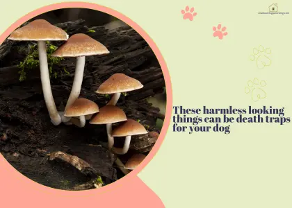 mushroom poisoning in dogs