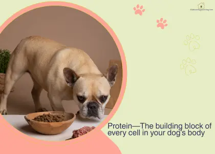 protein deficiency in dogs