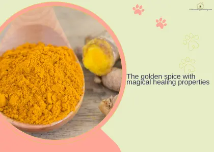 turmeric for dog