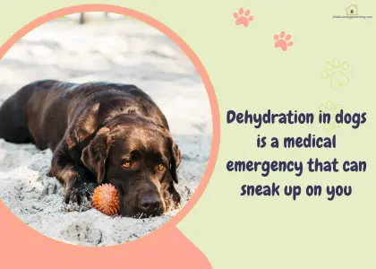 dehydration in dogs
