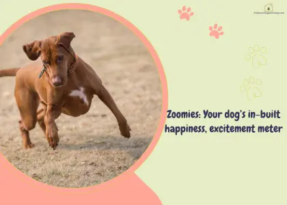 dog zoomies