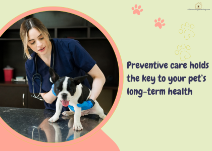 How Often Should You Take Your Dog to the Vet in Australia