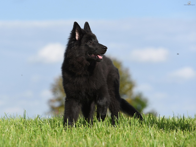 Featured pet service example