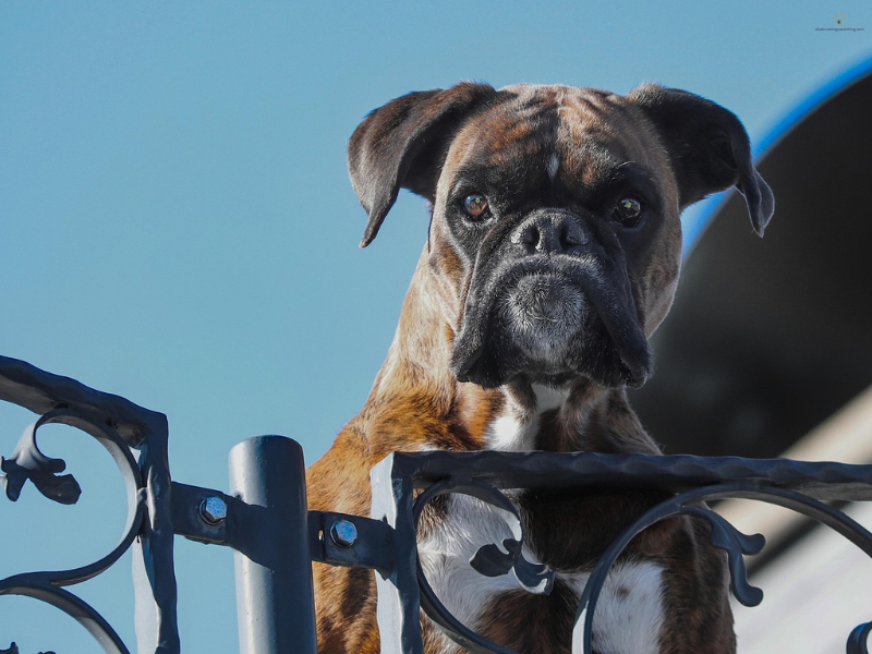 Veterinarian examining a dog