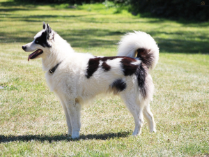 Veterinarian with a dog