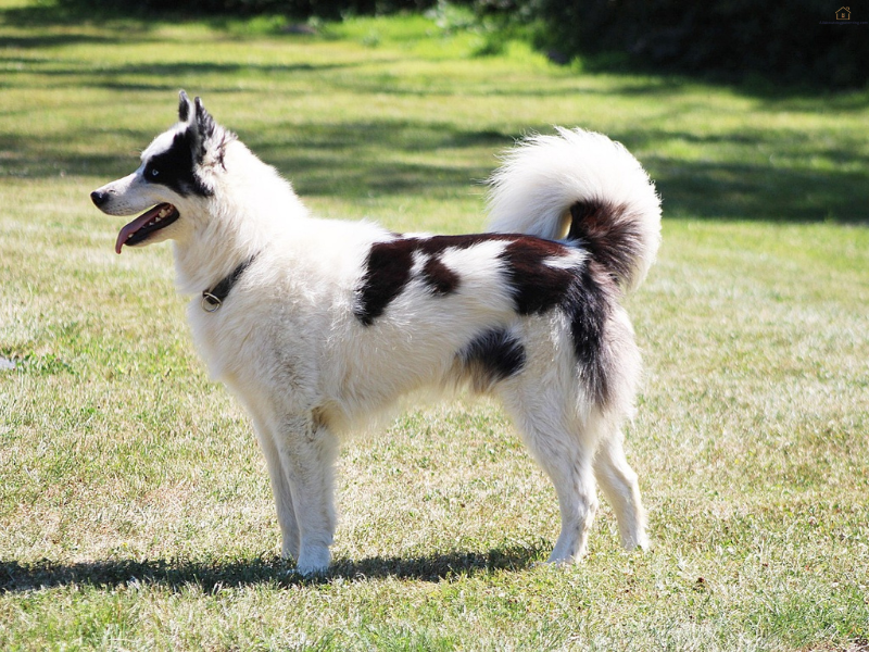 Dog at a boarding facility