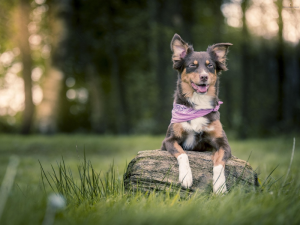 Veterinarian with a dog