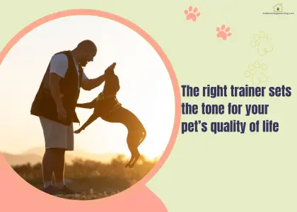 How to Choose the Right Dog Trainer in Australia (What to Look For + Red Flags)