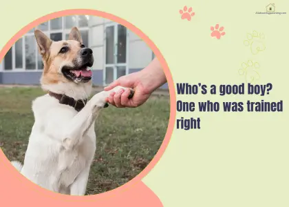 understanding dog behaviour Australia