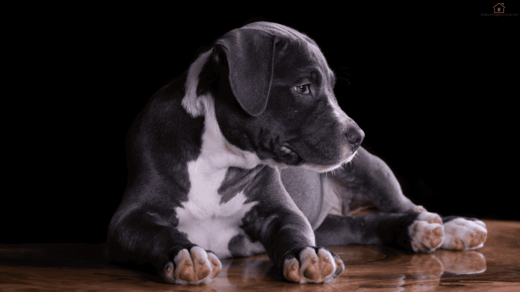 puppy care by age chart