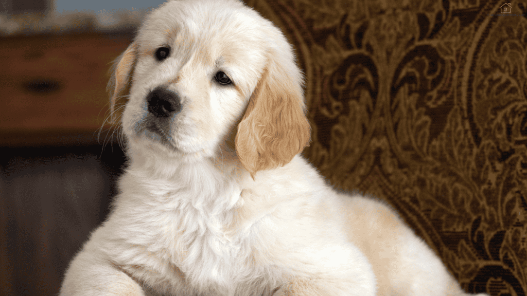 puppy care chart