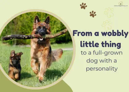 puppy growth timeline