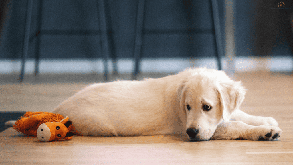 puppy month by month guide