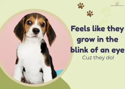 how-fast-do-puppies-grow