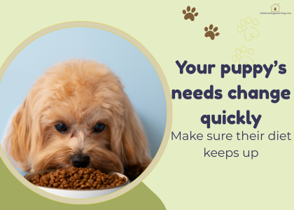 Puppy Feeding Schedule by Age