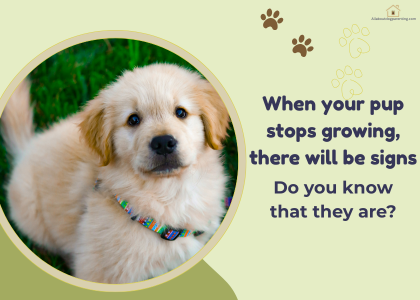 When Do Puppies Stop Growing