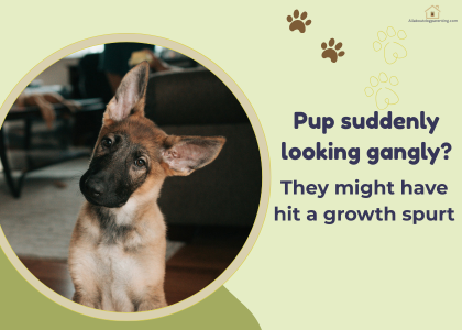 Puppy Growth Spurts Explained